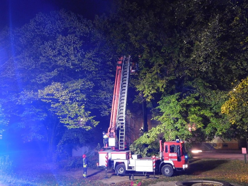 Wałbrzych: Akcja strażaków. Wycięli pęknięte, wielkie ,stare drzewo! (ZDJĘCIA)