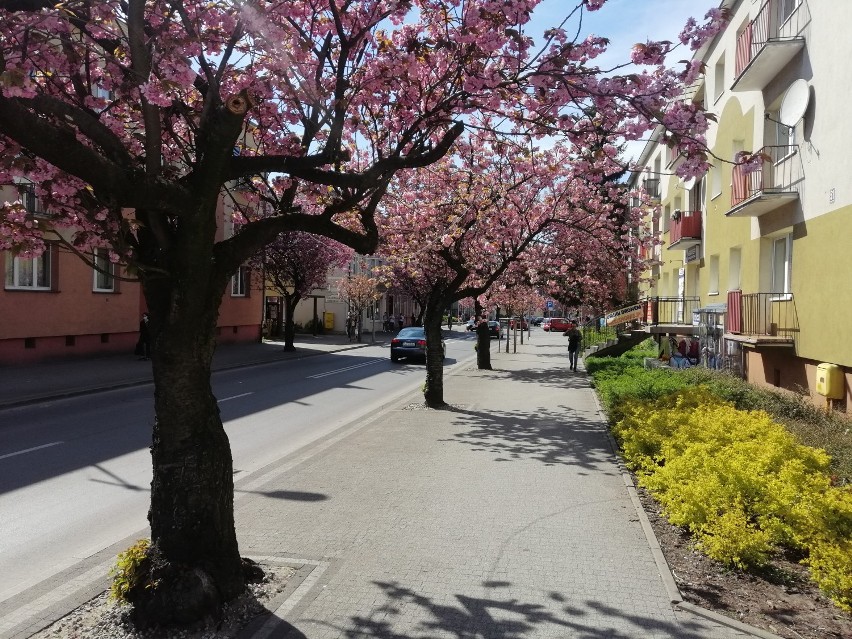 Eksplozja wiosny. Różowo na głównej ulicy Goleniowa
