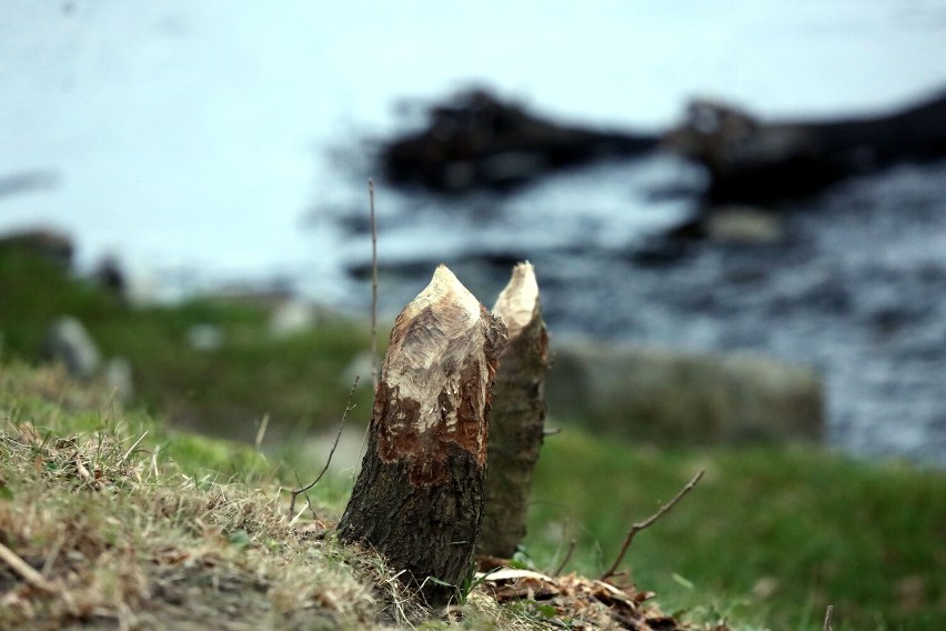 Bobry powaliły kilkanaście drzew nad Kaczawą w Legnicy, zobaczcie zdjęcia