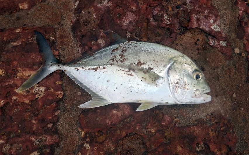 Ryba maślana - zawiera ciężkostrawne i niebezpieczne dla...