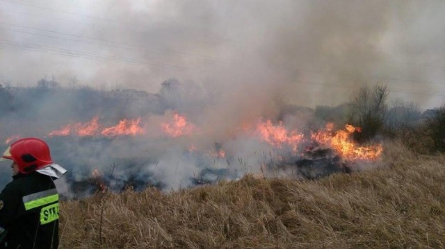 Strażacy gasili mały pożar suchej trawy przy Okrężnej.