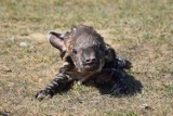 Zoo Poznań. Na świat przyszedł mały tapirek. Trwają debaty nad imieniem dla malucha