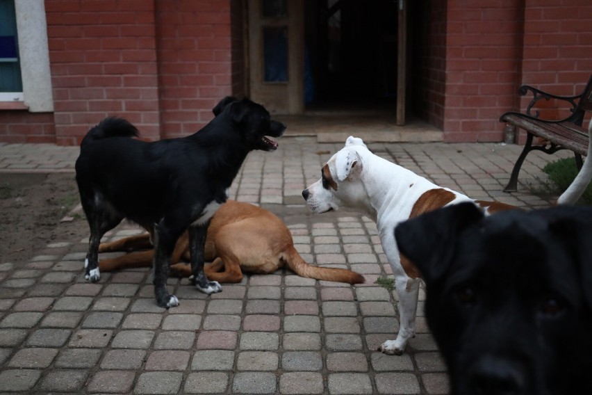 Rzeszowianka trzyma w domu ponad 20 psów. Jej bliscy i sąsiedzi nie są z tego zadowoleni
