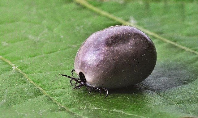 Tradycyjnie, jak co roku najwięcej tych groźnych pajęczaków spotkacie na terenie Puszczy Kampinoskiej. Jak podają specjaliści