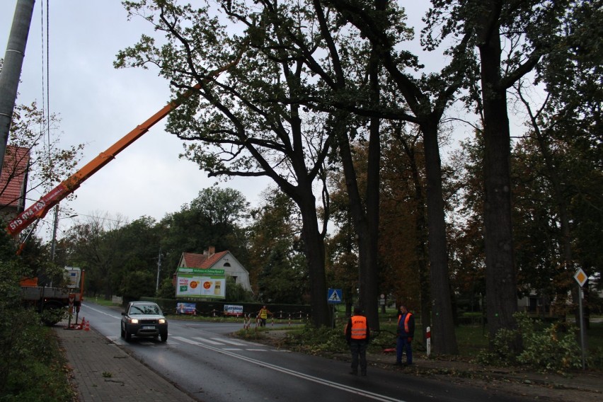 Przycinka drzew przy Obrońców Warszawy