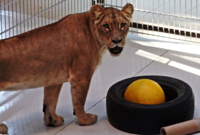 Oficjalne otwarcie lwiarni w gdańskim zoo w sobotę 11 października