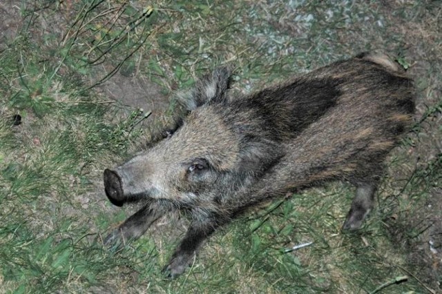 Znów coraz częściej widzimy ślady wizyty dzików w pobliskich lasach, na działkach, trawnikach na osiedlach, a nawet pasach drogowych