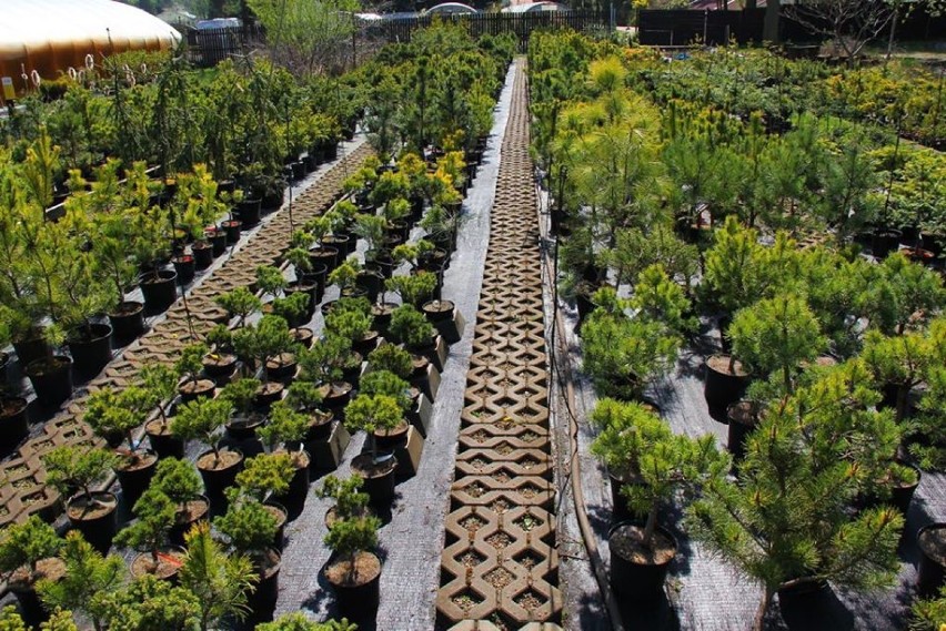 W Arboretum Leśnym w Stradomi otwarty będzie punkt sprzedaży roślin! (GALERIA z OGRODU i FILM)