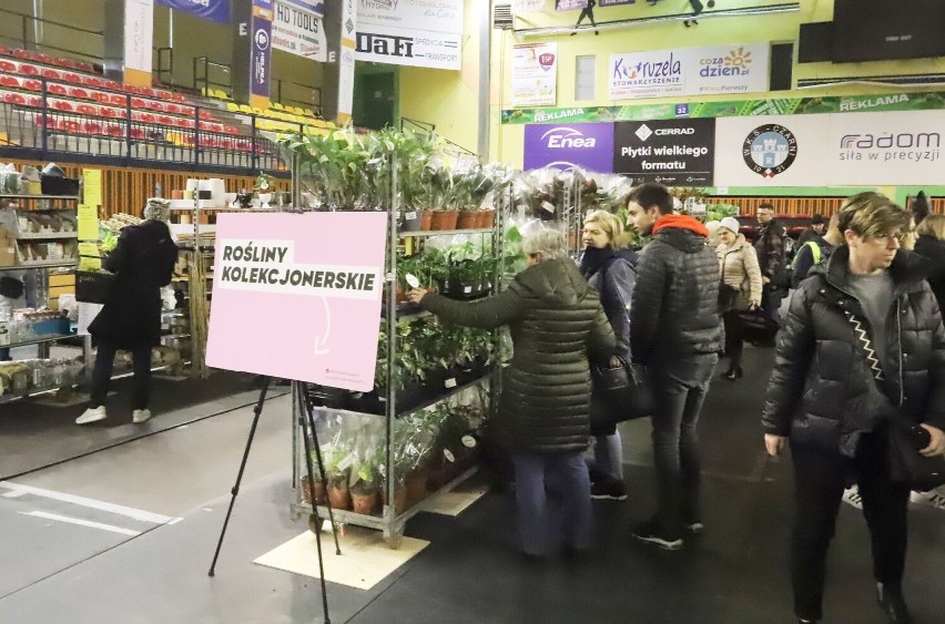 Tłumy na Festiwal Roślin w Radomiu. Mnóstwo osób w hali przy ulicy Narutowicza. Zobaczcie na zdjęciach, co można kupić