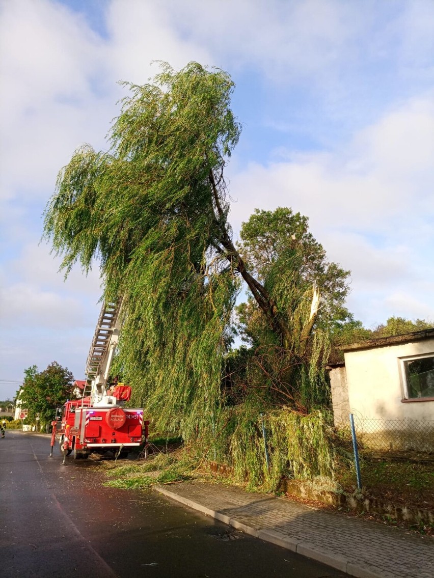 Głównie powalone drzewa i połamane konary usuwali strażacy z...