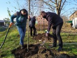 W Katowicach ruszyło sadzenie 312 drzew z drugiej edycji projektu wCOP drzewo. Miejsca nowych nasadzeń wskazali mieszkańcy
