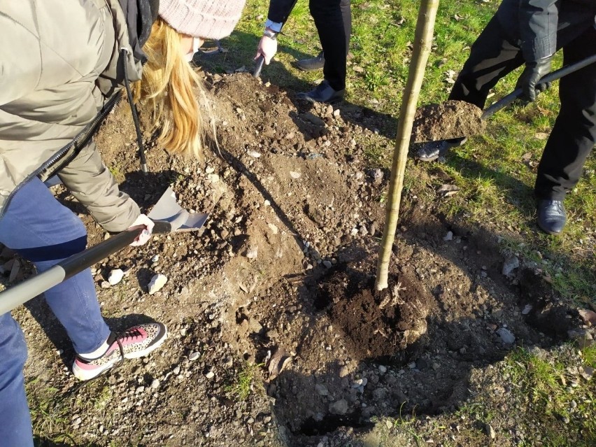 Drzewa sadzono m.in. w Załężu. W akcji wzięli udział m.in....