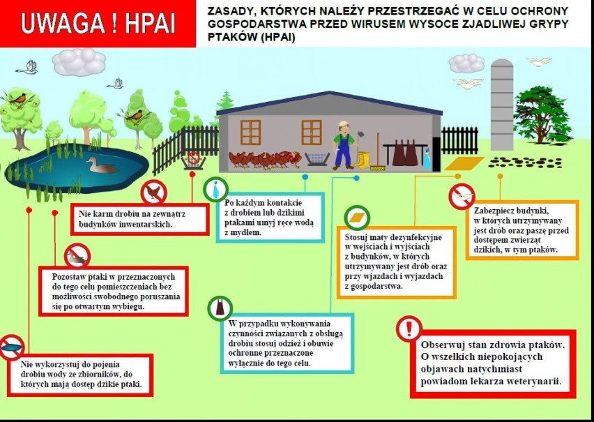 Ptasia grypa. Powiat gdański jest obszarem zagrożonym Nie dotykajcie i nie dokarmiajcie ptaków wodno-lądowych!