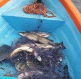 Gmina Gniezno. Kłusownicy na Jeziorze Wierzbiczany? Znaleziono martwe ryby w sieci!