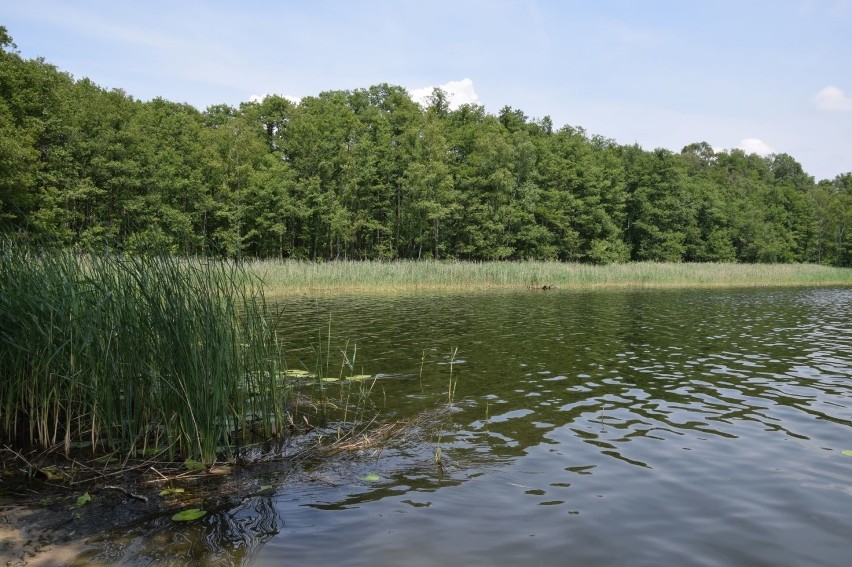 Jezioro Tarnowskie Duże od strony Jodłowa.
