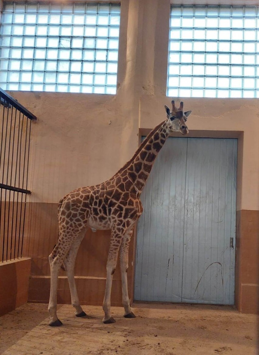 Nowe zwierzęta w płockim ZOO! Do Płockiego Ogrodu Zoologicznego dołączyli żyrafa i strusie! Zobacz nowe zwierzęta [ZDJĘCIA]