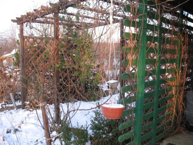 Zimowe miesiące spędza się na planowaniu wiosennych nasadzeń i doglądaniu osłon zimujących roślin. Fot. Adrianna Adamek-Świechowska