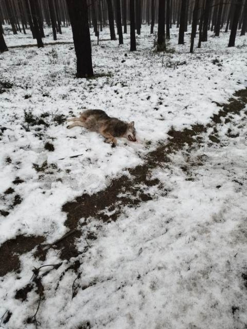 Martwy wilk na trasie z Żar do Zielonej Góry. Zwierzę, najprawdopodobniej zostało potrącone przez samochód