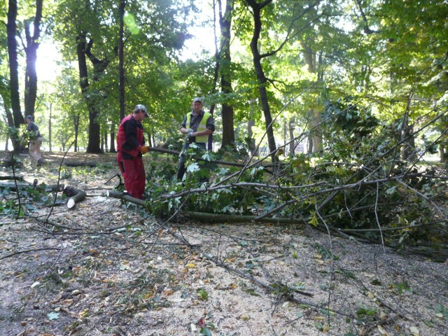 W parku im. Żwirki i Wigury do wycięcia przeznaczono blisko 150 drzew