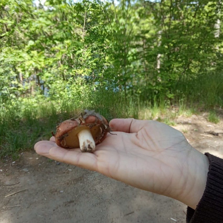 Mieszkaniec wysłał nam zdjęcie grzyba, które znalazł w lesie...