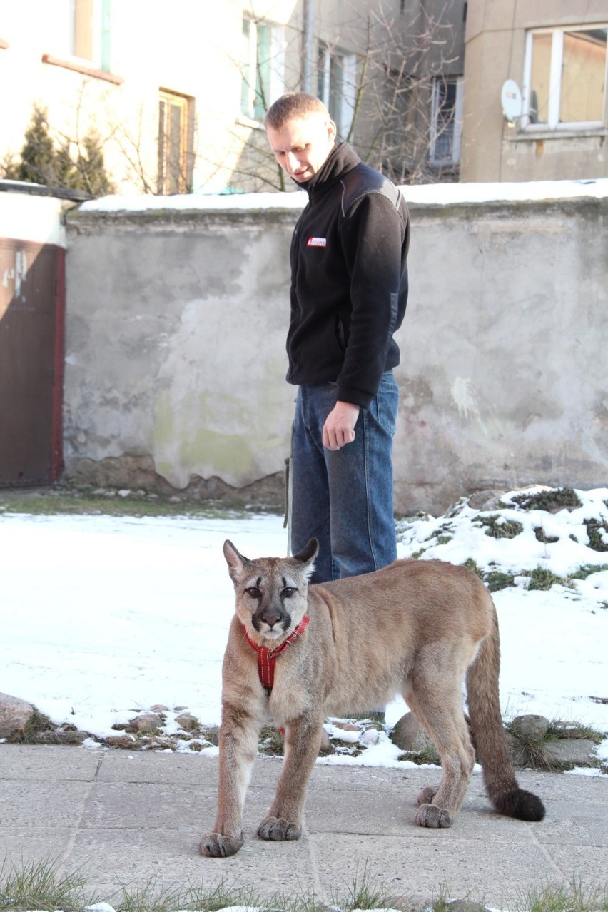Puma Nubia, o której porwaniu mówi cała Polska, 5 lat temu była z właścicielem w Brzezinach