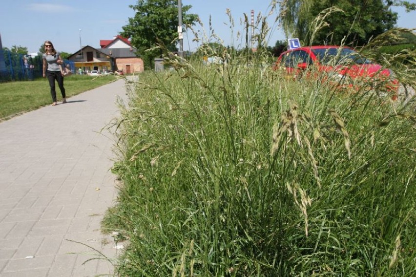 Na ulicy Śląskiej administracja akademików wykosiła trawę w...