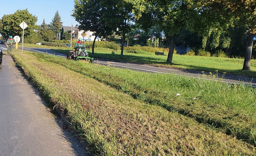  W Lesznie nie będą kosić trawników wiosną i  latem 2022 z powodu suszy. Wyjątkiem mają być parki i zbyt wysokie zarośla przy drogach