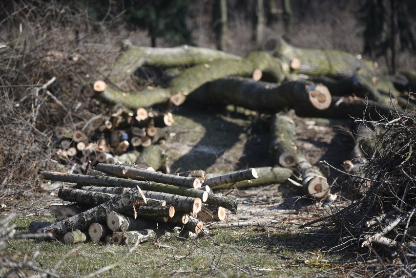 Park Śląski: Wycinka drzew, naukowcy protestują