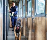 Bydgoszcz. Policyjne psy trenowały wykrywanie materiałów wybuchowych i narkotyków [zdjęcia, wideo]