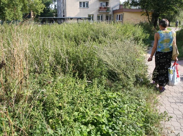 Pokrzywy i chwasty wysokości dorosłego człowieka rosną przy altanie śmietnikowej przy ulicy Toporowskiego w Kielcach. Niestety nikt ich nie kosi.