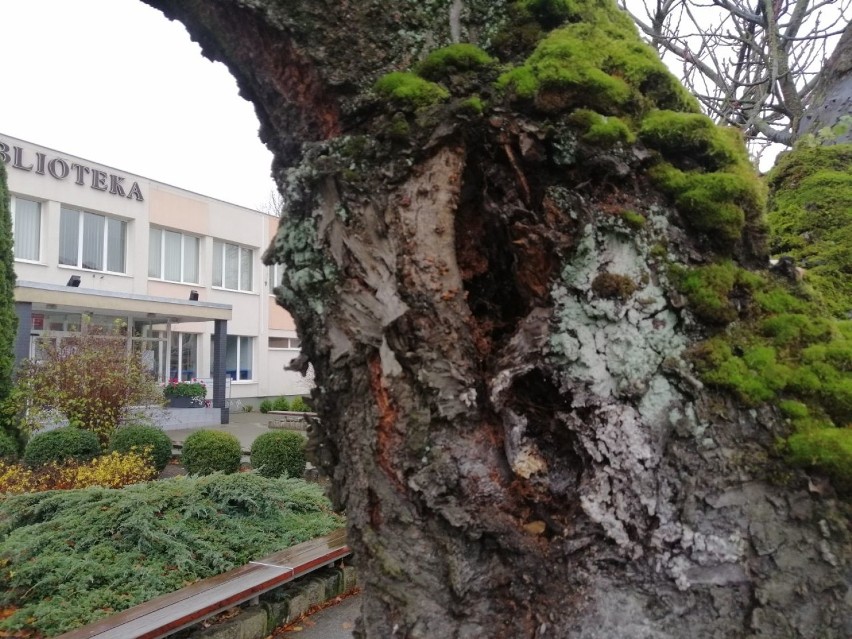 Wycinka starych wiśni japońskich w centrum Goleniowa? Drzewa obumierają