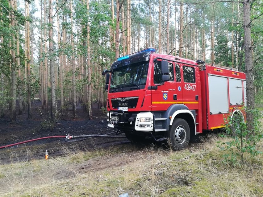 5 tysięcy złotych nagrody za wskazanie sprawcy podpaleń lasów w okolicach Goleniowa