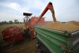Polska wprowadziła zakaz importu z Ukrainy czterech zbóż. Chronimy w ten sposób swoich rolników