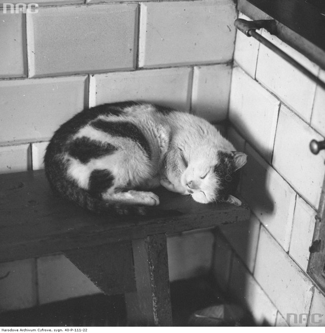 Koty na archiwalnych zdjęciach