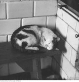 Koty na archiwalnych zdjęciach. Zobacz galerię