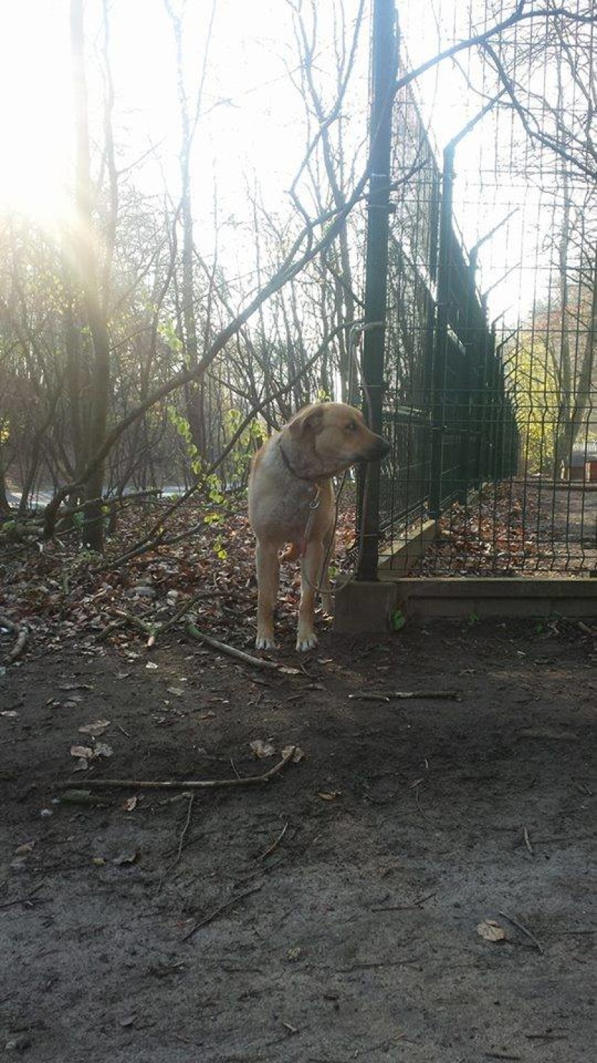 Ktoś przywiązał psa do płotu schroniska Ciapkowo w Gdyni