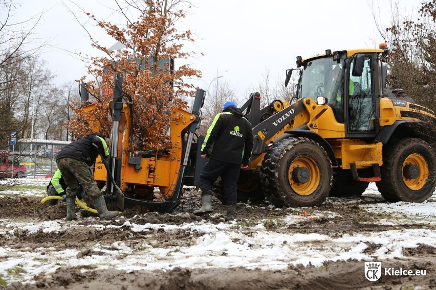 Uratowane drzewa przed wycinką przesadzone w nowe miejsce w Kielcach. Udało się to dzięki protestom mieszkańców. Zobacz zdjęcia