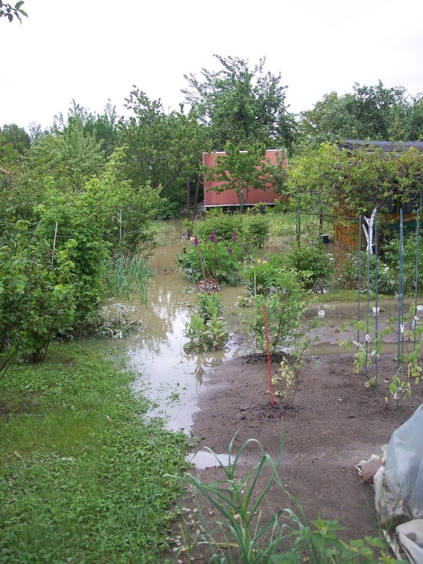 Zalane ogródki działkowe  "Przyszłość" w Rzeszowie