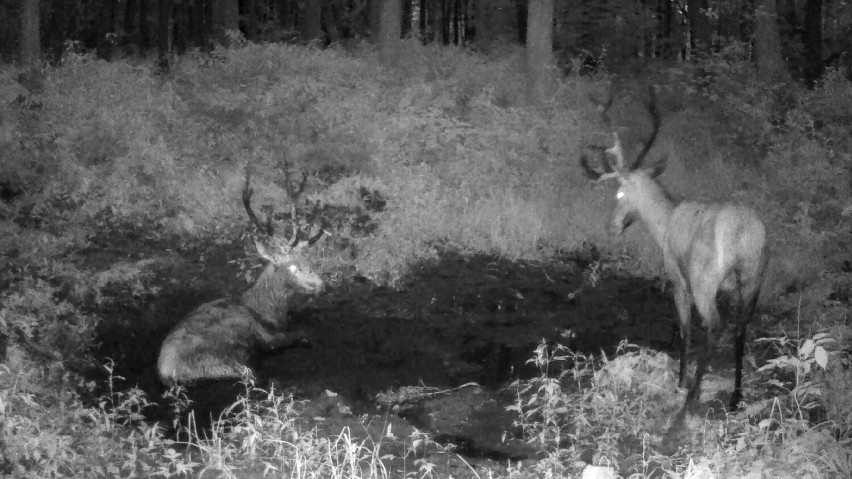 Walka treningowa jeleni szlachetnych w lesie pod...