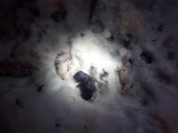 Wyrzucili szczeniaki na śnieg. Interweniowała policja i Fundacja na Pomoc Zwierzętom [AKTUALIZACJA]
