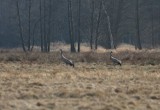 Żurawie w Stobrawskim Parku Krajobrazowym 