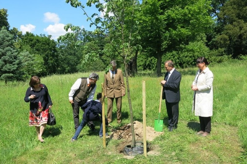 W parku-arboretum posadzono lipę z okazji Jubileuszu 125-lecia Ordynacji Gołuchowskiej [FOTO]