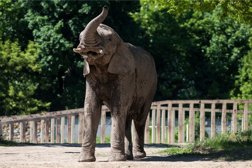 Słonie z warszawskiego zoo dostaną medyczną marihuanę. Ma ona pomóc w zmniejszaniu stresu 