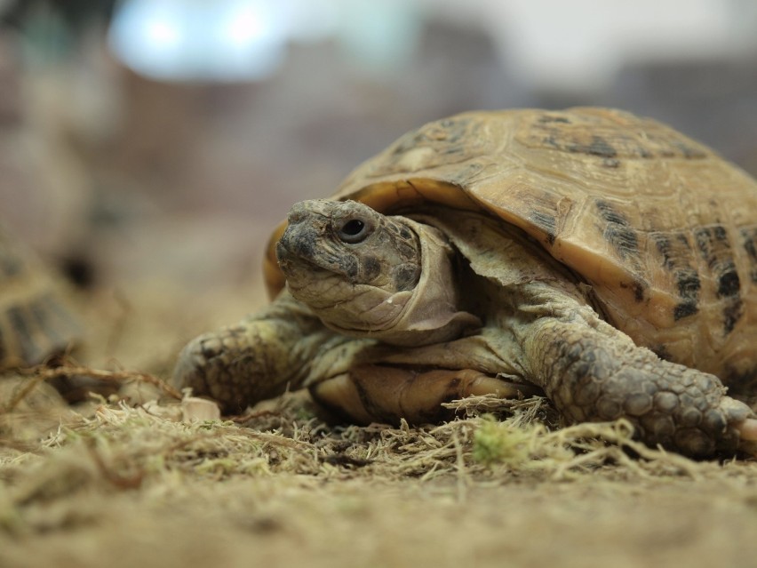 Pacjent został ugryziony w stopę przez domowego...