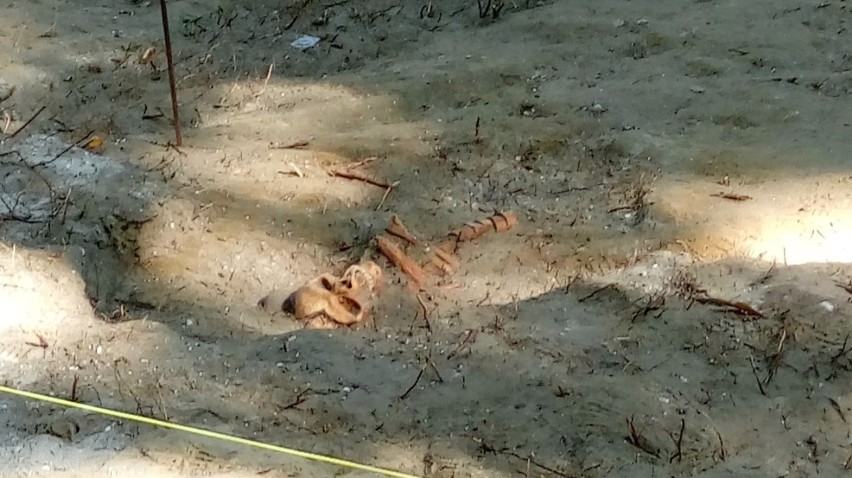 Na Westerplatte odnaleziono szczątki polskiego żołnierza,...