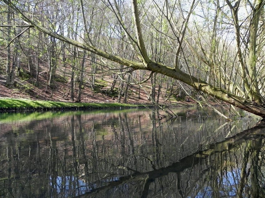 Wiosenne uroki stawku. Fot. Darek Szczecina