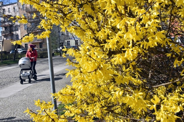 Pierwszy dzień kalendarzowej wiosny, Legnica nabiera kolorów.