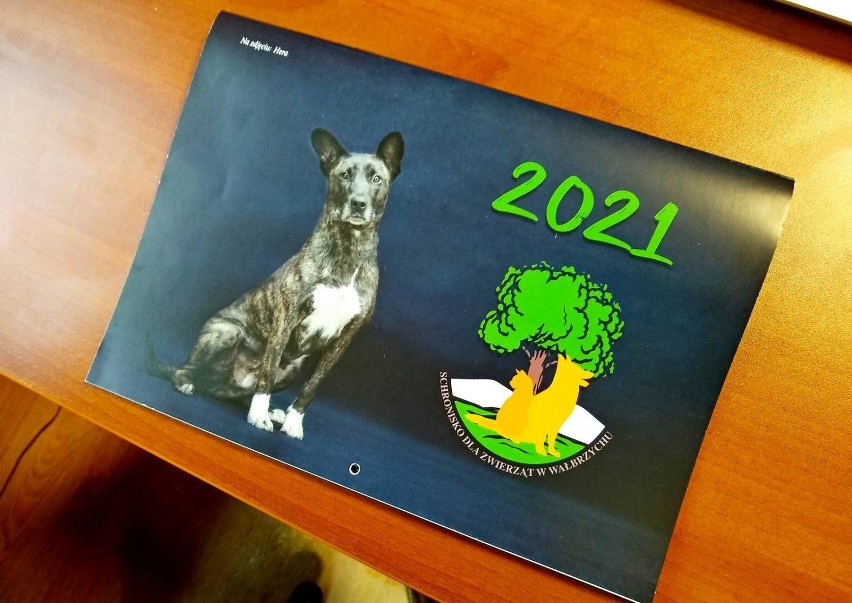 Kalendarz na 2021 rok z wałbrzyskiego schroniska