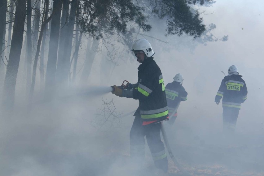 Strażacy i leśnicy regularnie apelują o zachowanie...