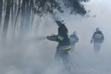 Pożar lasu w Bartodziejach pod Wągrowcem. Na miejsce wysłano straż pożarną